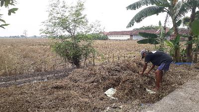 Petani memilah padi yang terendam banjir selama satu pekan di Desa Cangkring Rembang, Kecamatan Karanganyar, Kabupaten Demak, 28 Februari 2024. Tempo/Jamal Abdun Nashr