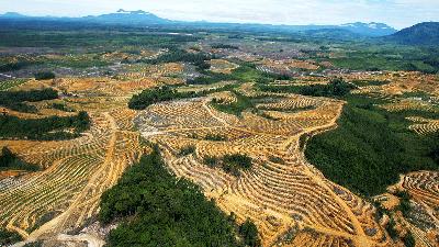 An aerial view of a cleared forest area under development for palm oil plantations in Kapuas Hulu Regency, West Kalimantan, July 6, 2010. 
REUTERS/Crack Palinggi
