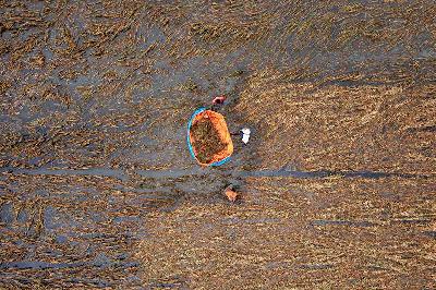 Sejumlah petani memanen tanaman padi yang rusak setelah terendam banjir lebih dari sepuluh hari di Desa Cangkring B Kecamatan Karanganyar, Kabupaten Demak, Jawa Tengah, 23 Februari 2024. ANTARA/Aji Styawan