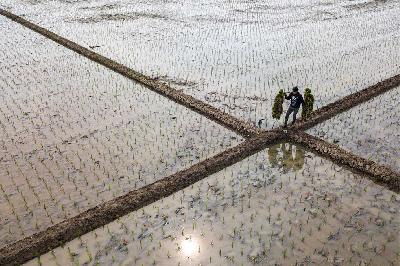Buruh tani tengah membawa bibit padi untuk ditaman di kawasan Babelan, Bekasi, Jawa Barat, Juli 2023. Tempo/Tony Hartawan