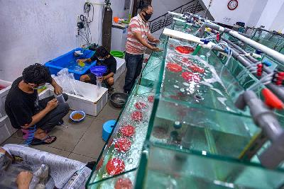 Pekerja tengah membungkus benur kedalam plastik untuk diekspor ke Vietnam di Jakarta, 2020. Tempo/Tony Hartawan