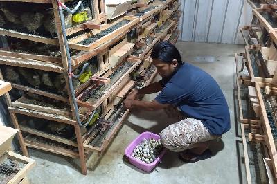 Sekretaris Jenderal Yayasan Dekat Bintang dan Langit (DeBintal)  Hendro Fernando memanen telur burung puyuh hasil ternak Yayasan Debintal di Bekasi, Jawa Barat. Istimewa
