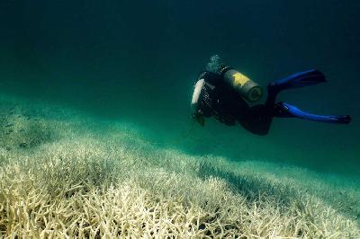 Karang yang memutih di Kepulauan Keppel, Australia, di ujung selatan Great Barrier Reef, Maret 2024. Reuters/Renata Ferrari/AIMS