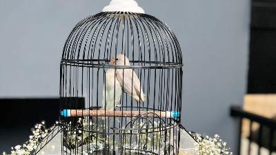An Idul Fitri hamper that consists of a pair of lovebirds (Agapornis pullarius) with flowers arranged around the iron cage.
Special Photo
