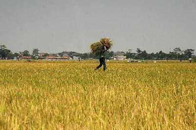 Petani memanggul padi saat panen di Tegalluar, Kecamatan Bojongsoang, Kabupaten Bandung, Jawa Barat, Oktober 2023. TEMPO/Prima mulia