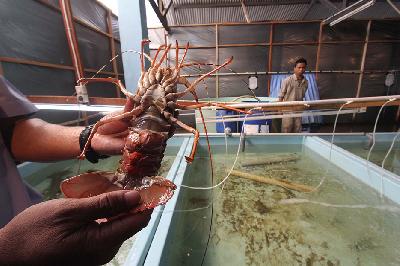 Petugas menunjukkan lobster bertelur di konservsi pantai Karangantu, Serang, Banten, 2015. Dok. TEMPO/STR/Marifka Wahyu HIdayat