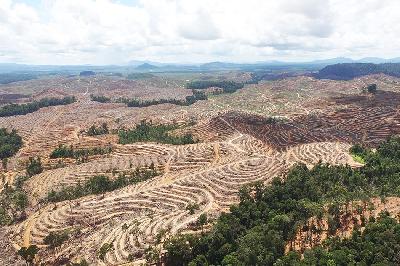 Deforestasi untuk pembukaan lahan perkebunan sawit di Kalimantan Tengah. Dok. Auriga Nusantara