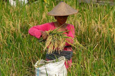 Petani memanen padi di Minggir, Sleman, Yogyakarta, 25 April 2024. ANTARA/Andreas Fitri Atmok