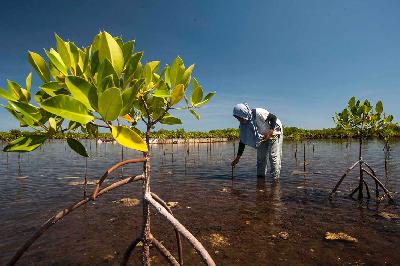 Warga menanam bibit mangrove di Pulau Tanakeke, Kabupaten Takalar, Sulawesi Selatan. Dok.TEMPO/Hariandi Hafid
