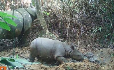Dari rilis yang dikeluarkan Kementerian Lingkungan Hidup dan Kehutanan pada tanggal 5 Oktober 2023, Badak Jawa (Rhinoceros sondaicus Desmarest, 1822) terekam di Taman Nasional Ujung Kulon (TNUK), Banten. menlhk.go.id