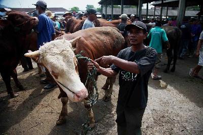 Pedagang menawarkan sapi untuk hewan kurban di Pasar Hewan Ambarawa, 26 Mei 2024. Tempo/Budi Purwanto