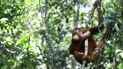 Seekor orangutan dewasa dilepasliarkan di Taman Nasional Gunung Palung, Kalimantan Barat, Mei 2021. https://ksdae.menlhk.go.id/