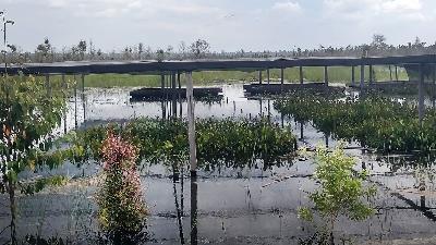 Persemaian bibit pohon milik PT Rimba Raya terendam banjir, tak terurus setelah pencabutan izin dari KLHK, Desa Muara Dua, Seruyan Hilir, 6 Mei 2024. Tempo/Budi Baskoro