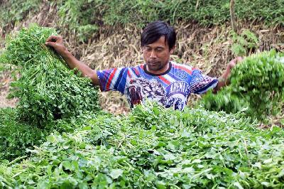 Tanaman selada air merupakan komoditas pertanian andalan Desa Wringin Anom, Kecamatan Poncokusumo, Kabupaten Malang, Provinsi Jawa Timur. TEMPO/Abdi Purmono