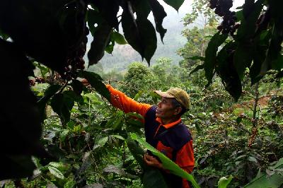 Kambang memanen kopi jenis Arabica yang ditanam di lereng gunung Bromo di desa Taji, Jabung, Malang. ANTARA/Ari Bowo Sucipto