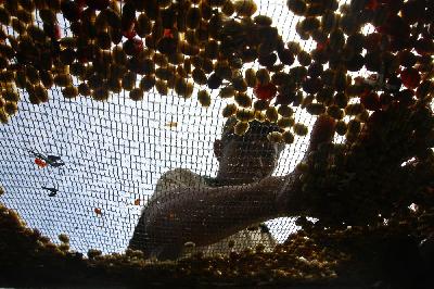 Kambang menjemur kopi di bawah terik matahari di halaman rumahnya. ANTARA/Ari Bowo Sucipto