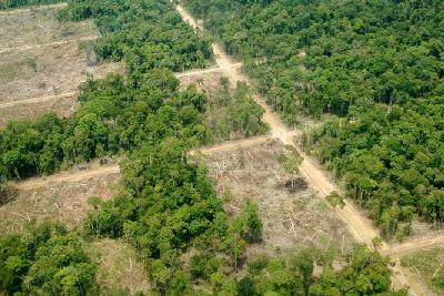 Ilustrasi lokasi bekas penebangan hutan di kawasan Timika, Papua, 2008. ANTARA/Prasetyo Utomo