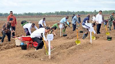 Presiden Joko Widodo melakukan penanaman tebu perdana di PT Global Papua Abadi, Kampung Sermayam, Distrik Tanah Miring, Kabupaten Merauke, Papua Selatan, 23 Juli 2024/BPMI Setpres/Muchlis Jr