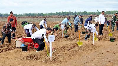 President Joko Widodo performs the inaugural planting of sugarcane at Global Papua Abadi, Sermayam village, Merauke Regency, South Papua, July 23.
BPMI Setpres/Muchlis Jr
