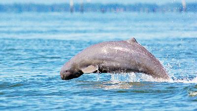 An Irrawaddy dolphin.
Shutterstock
