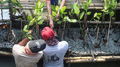 Penanaman bibit pohon mangrove di kawasan Hutan Bakau Muara Tawar Segarajaya, Tarumajaya, Kabupaten Bekasi, Jawa Barat,  30 Agustus 2023/Dok. Tempo / Hilman Fathurrahman W