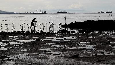 A university student plants mangrove trees on the coast of Tolitoli village, Konawe, Southeast Sulawesi, September 4, 2021.
ANTARA/Jojon
