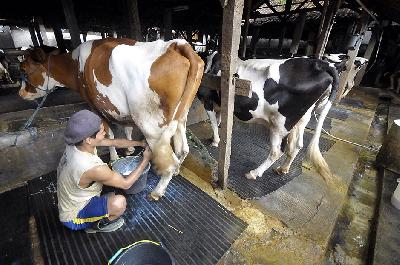 Pekerja peternakan memerah sapi di kawasan Mampang, Jakarta. TEMPO/Tony Hartawan