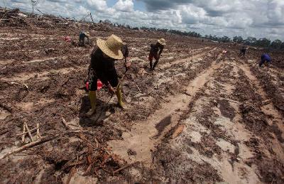 Petani menanam bibit singkong di areal lumbung pangan nasional di Tewai Baru, Kabupaten Gunung Mas, Kalimantan Tengah, 2021. ANTARA/Makna Zaezar