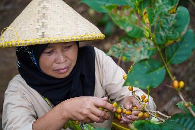 Petani dari Lembaga Masyarakat Desa Hutan (LMDH) Bukit Amanah memanen biji kopi Arabika Priangan jenis Yellow Bourbone di Gunung Puntang, Kabupaten Bandung, Jawa Barat, Kamis, 29 Agustus 2024. TEMPO/Martin Yogi Pardamean