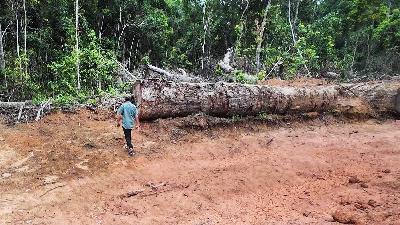 Tempo journalist visits the cleared land operated by Global Papua Abadi in Tanah Miring district, Merauke, South Papua, September 4, 2024. TEMPO/ George William Piri