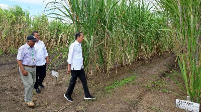 President Joko Widodo inspects a sugarcane plantation belongs to Global Papua Abadi in Merauke.