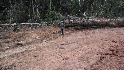 Potongan kayu besar di bukaan lahan tebu PT. Global Papua Abadi (GPA) di distrik Tanah Miring,  Merauke, Papua Selatan, 4 September 2024. TEMPO/George William Piri