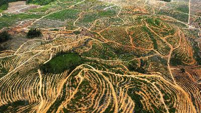 An aerial view of forest being cleared in the Ketapang Regency, West Kalimantan, July 5, 2010.
REUTERS/Crack Palinggi
