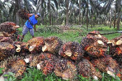 Pekerja menyusun tandan buah segar (TBS) kelapa sawit di Jambi. ANTARA/Wahdi Septiawan