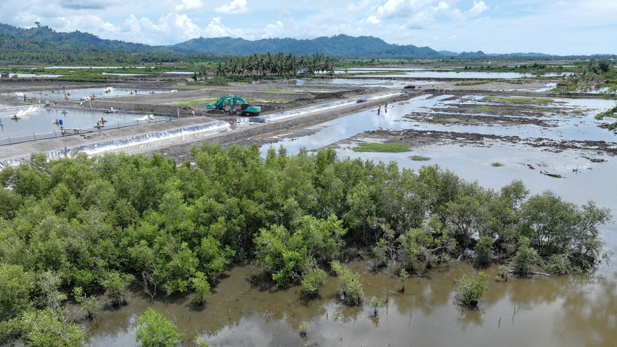 Tambak Udang Berkelanjutan Ramah Mangrove 