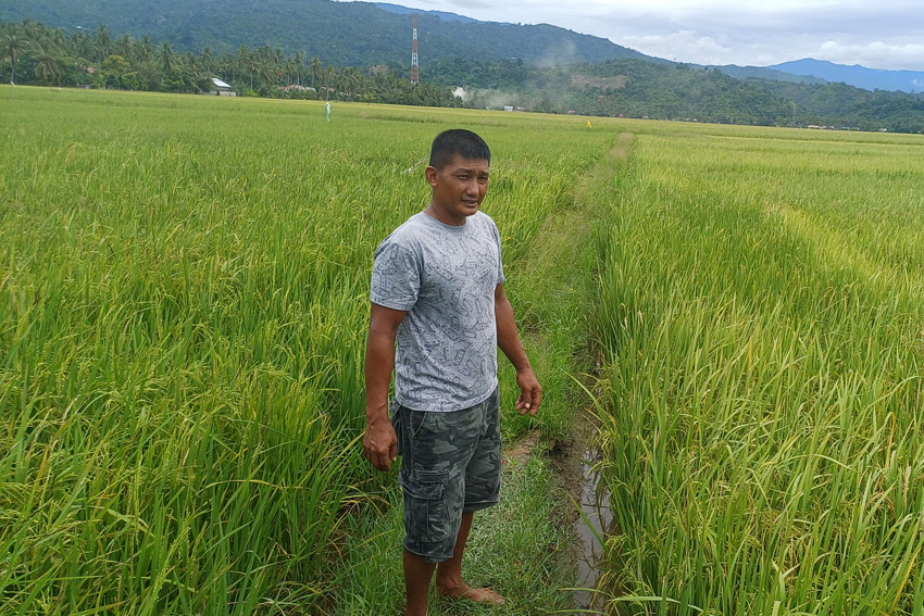 Jerit Petani Kolaka Setelah Sawah Mereka Terendam Lumpur Tambang Nikel