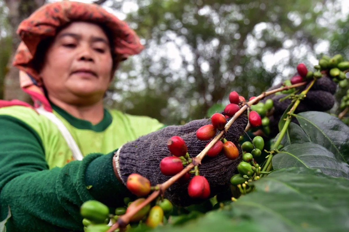 Derita Petani di Balik Nikmatnya Kopi Gayo