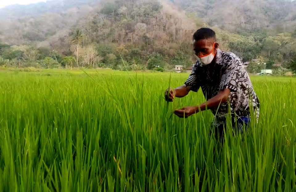 Strategi Petani Bertahan dari Krisis Iklim