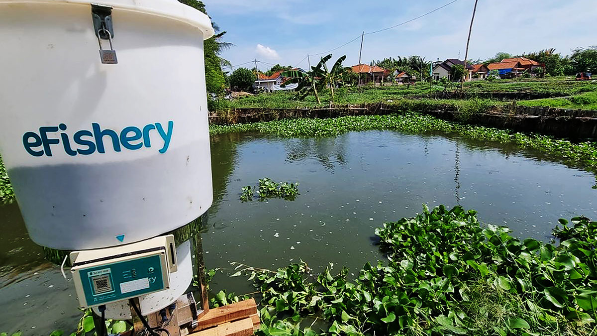Nasib Pembudi Daya Ikan Setelah Fraud eFishery Terungkap