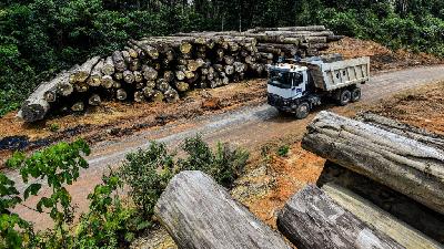 Piles of logs in the concession area of Austral Byna in Muara Teweh, Central Kalimantan, May 6, 2025. Tempo/Tony Hartawan