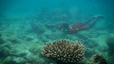 Penduduk memanen sumber daya laut saat perayaan tradisi buka sasi di perairan Misool, Distrik Misool Barat, Kabupaten Raja Ampat, Papua Barat Daya, 25 Maret 2024. Antara/Bayu Pratama S
