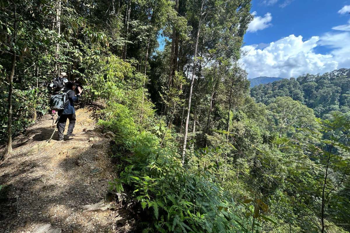 Cerita Ekosistem Hutan yang Terganggu di Bukit Lawang