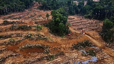 Deforestation in Papua for plantation development. pusaka.or.id