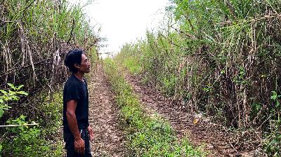 Ujang Cucut, a local resident, points to the location of a sample house already covered by bushes in the Sukabumi Sejahtera 1 housing project, in Cioray Village, Bojongraharja District, Sukabumi Regency, July 8, 2025. Asep Awaludin for Tempo