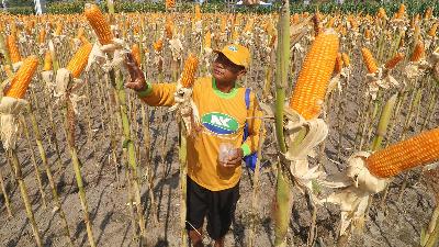 A farmer observes superior corn during the launch and exhibition of Syngenta Perkasa Sakti corn seeds in Kediri Regency, East Java, July 2, 2025. Antara/Prasetia Fauzani