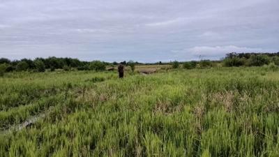 A pilot rice field at the rice field creation project in Wanam Village, Ilwayab District, Merauke, South Papua, on December 3, 2025. Tempo/Fachri Hamzah

