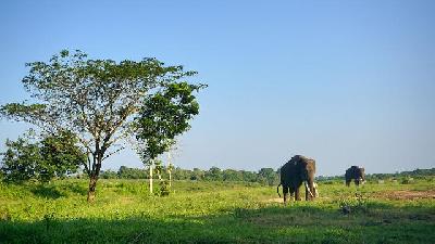 Way Kambas National Park, Lampung. Doc. Shutterstock