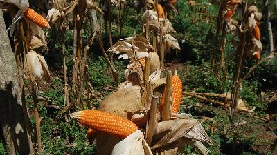 Corn ready for harvest in Cicalengka, Bandung Regency, West Java, August 2016. Tempo/Prima Mulia