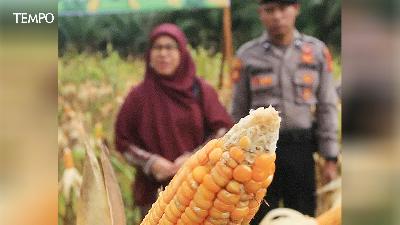 Personel Kepolisian Polres Aceh Barat memanen jagung saat kegiatan panen raya jagung serentak kuartal II tahun 2025 di kawasan lahan perkebunan Aceh Barat, Aceh, Juni 2025. Antara/Syifa Yulinnas