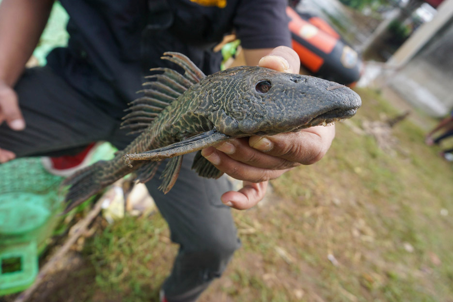 Mengapa Ikan Sapu-sapu Jadi Spesies Invasif Berbahaya | tempo.co